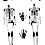 Fig. 14. Skeleton of Individual 9; missing parts are indicated in black (Pian di Civita) (Tarquinia Project).