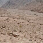 Fig. 81. Overview of the oasis (Area G) looking west on Asela, a Wadi Yutm Archaeological Survey site (courtesy Wadi Yutm Archaeological Survey).