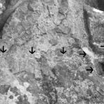 Fig. 6. Left Lion, showing a detailed view of the remnant ledge. The arrows indicate the location of the ledge and drill holes.