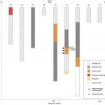 Fig. 1. Transect 1 borehole log. No horizontal scale intended. Note that for all transects, there was a degree of variation within as well as between the stratigraphic units recorded in the cores, which for purposes of clarity are not indicated. Symbols show position of paleoenvironmental samples and radiocarbon dates (see key). The transition between the different units is indicated as conformable by a dashed line or unconformable (erosive) by a solid line (N. Dodds).