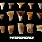 Fig. 2. Transverse arrowheads from Wisad Pools (courtesy Eastern Badia Archaeological Project).