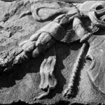 Fig. 18. Block from the Arch of Hadrian and Sabina with relief depicting a bucranium and garlands (G.R. Swain, archive photograph, 1924, no. 5.0223, Pisidian Antioch excavation archive, Kelsey Museum of Archaeology, University of Michigan; courtesy Kelsey Museum of Archaeology).