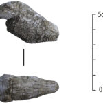 Fig. 7. Carved and incised bone animal head from Wadi Hammeh 27.