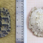 Fig. 1. A live tortoise (T. graeca) juxtaposed next to Carapace 1.