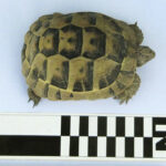 Fig. 3. A modern tortoise (T. graeca), comparable in size to Carapaces 1 and 2, spotted on the Northeast Ridge at Gordion.