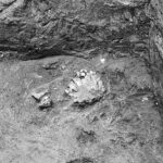 Fig. 6. Carapace 1 in situ, upside down in the fill of the Mudbrick Vault during excavation (courtesy Penn Museum, Gordion Project Archives, image no. GR 62-19).