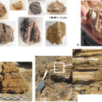 Fig. 2. Impressions in burnt mud walling or roofing chunks: a, from NSS-2 (from HM20724, HM21454, HM22565, HM21466); b, from NSS-1, with oak leaf impression (HM23166); c, from NSS-7 (HM26368 and HM26352).