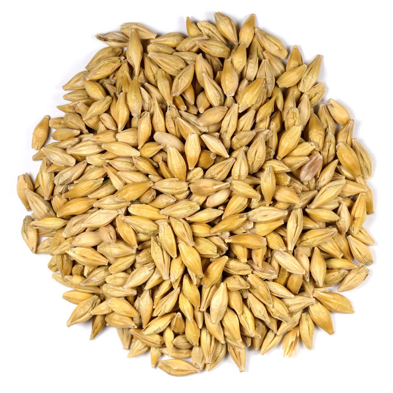Barley (Hordeum vulgare) grains (S. Acharya; CC BY-SA 4.0).