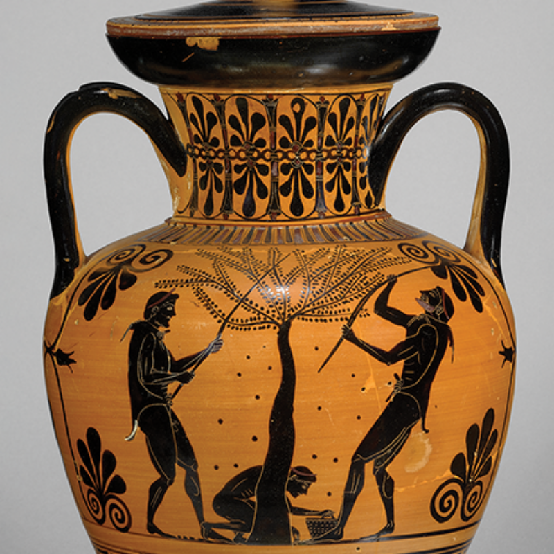 Black-figure amphora with olive harvest scenes, produced in Attica ca. 530–510 BCE and attributed to the Antimenes Painter, though found in Italy at Toscanella; Berlin, Staatliche Museen zu Berlin, Antikensammlung F 1855, acq. date 1827 (J. Laurentius; courtesy Staatliche Museen zu Berlin; CC BY-SA 4.0).